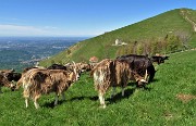 40 Capre orobiche intente a brucare erba con vista in Linzone